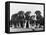 Group of Alsatian Puppies-Thomas Fall-Framed Premier Image Canvas