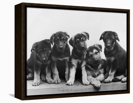 Group of Alsatian Puppies-Thomas Fall-Framed Premier Image Canvas