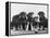 Group of Alsatian Puppies-Thomas Fall-Framed Premier Image Canvas