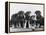 Group of Alsatian Puppies-Thomas Fall-Framed Premier Image Canvas