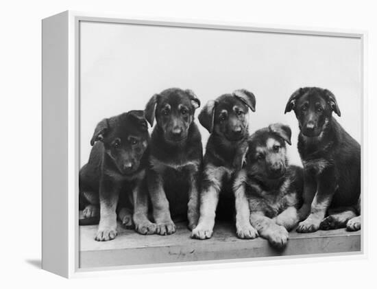 Group of Alsatian Puppies-Thomas Fall-Framed Premier Image Canvas
