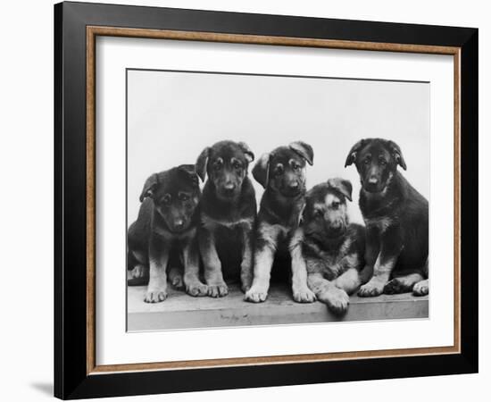 Group of Alsatian Puppies-Thomas Fall-Framed Photographic Print