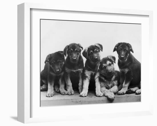 Group of Alsatian Puppies-Thomas Fall-Framed Photographic Print