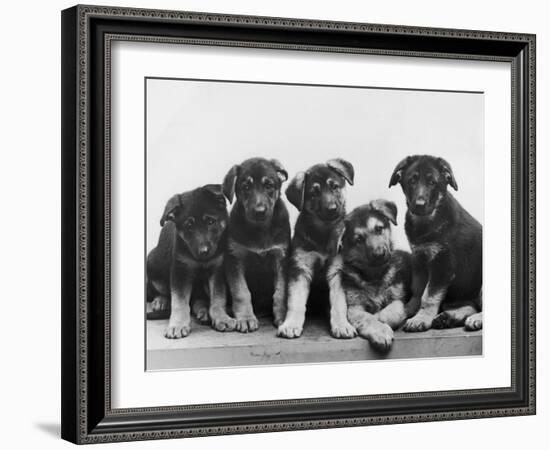 Group of Alsatian Puppies-Thomas Fall-Framed Photographic Print