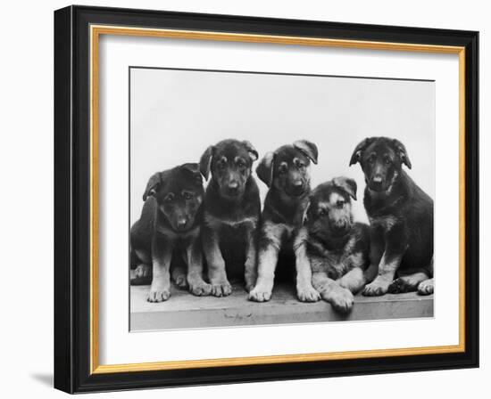 Group of Alsatian Puppies-Thomas Fall-Framed Photographic Print