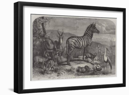 Group of Animals Lately Received at the Gardens of the Zoological Society, Regent's Park-Johann Baptist Zwecker-Framed Giclee Print