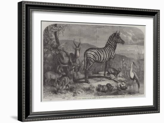 Group of Animals Lately Received at the Gardens of the Zoological Society, Regent's Park-Johann Baptist Zwecker-Framed Giclee Print