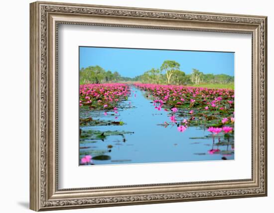 Group of Beautiful Blossom Lotus-num_skyman-Framed Photographic Print