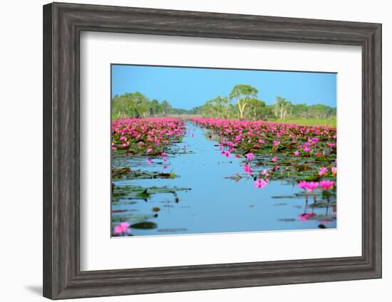 Group of Beautiful Blossom Lotus-num_skyman-Framed Photographic Print