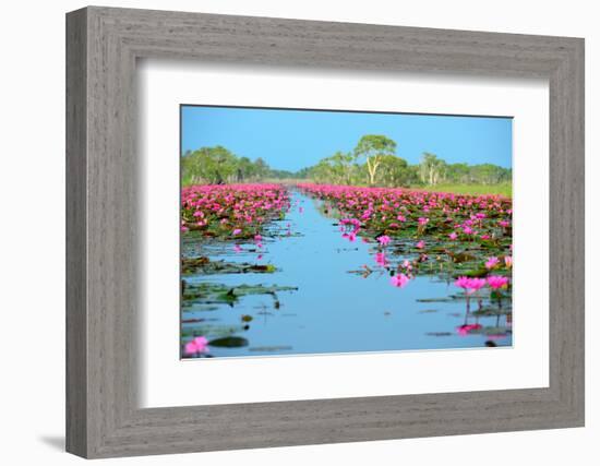 Group of Beautiful Blossom Lotus-num_skyman-Framed Photographic Print