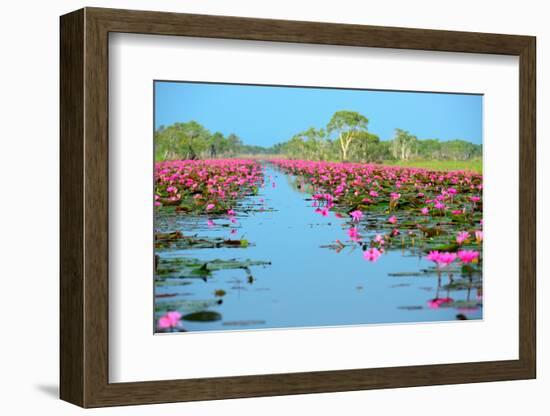 Group of Beautiful Blossom Lotus-num_skyman-Framed Photographic Print