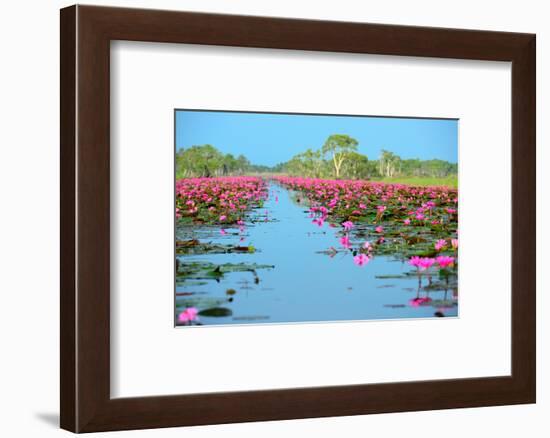 Group of Beautiful Blossom Lotus-num_skyman-Framed Photographic Print