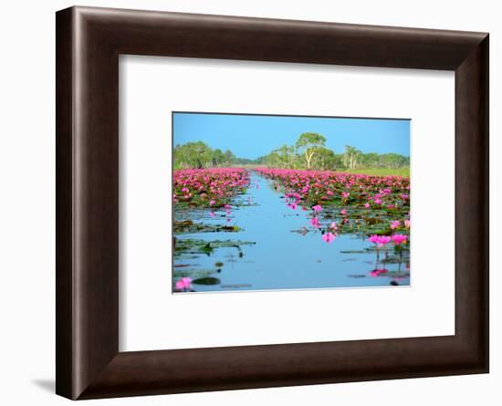 Group of Beautiful Blossom Lotus-num_skyman-Framed Photographic Print