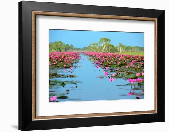 Group of Beautiful Blossom Lotus-num_skyman-Framed Photographic Print