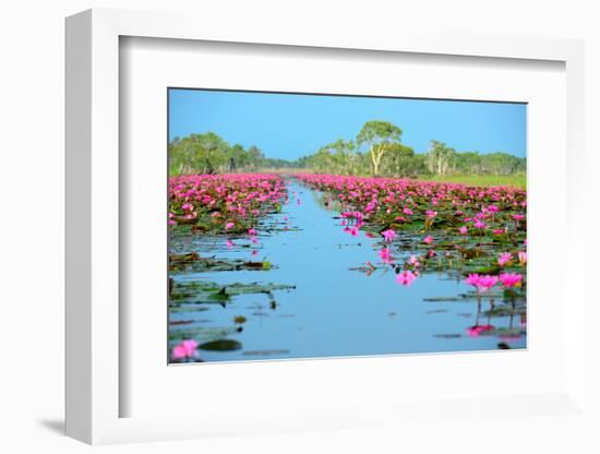 Group of Beautiful Blossom Lotus-num_skyman-Framed Photographic Print