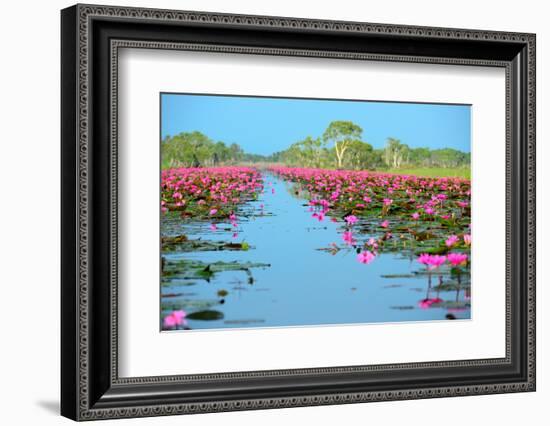 Group of Beautiful Blossom Lotus-num_skyman-Framed Photographic Print