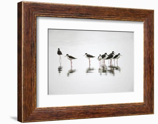 Group of Black-necked stilts standing together with reflection on water, South Padre Island, Texas-Adam Jones-Framed Photographic Print