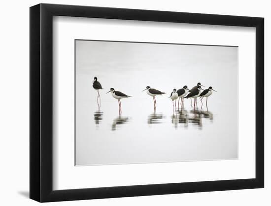 Group of Black-necked stilts standing together with reflection on water, South Padre Island, Texas-Adam Jones-Framed Photographic Print