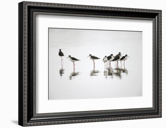 Group of Black-necked stilts standing together with reflection on water, South Padre Island, Texas-Adam Jones-Framed Photographic Print