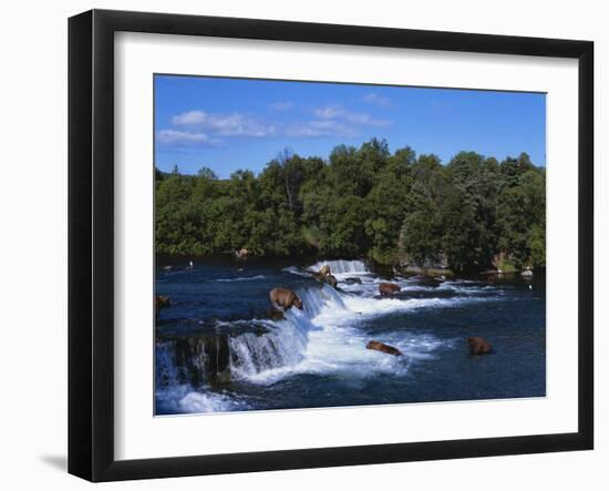 Group of Brown Bears Fishing in Brooks River, Katmai National Park, Alaska, USA-Paul Souders-Framed Photographic Print