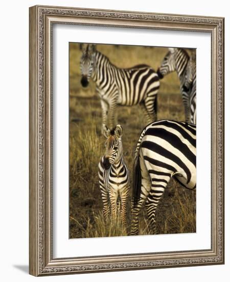 Group of Burchell's Zebra at Waterhole, Masai Mara Conservancy, Kenya-Alison Jones-Framed Photographic Print