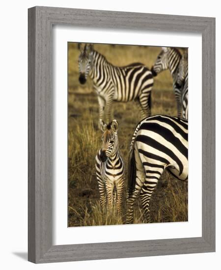 Group of Burchell's Zebra at Waterhole, Masai Mara Conservancy, Kenya-Alison Jones-Framed Photographic Print