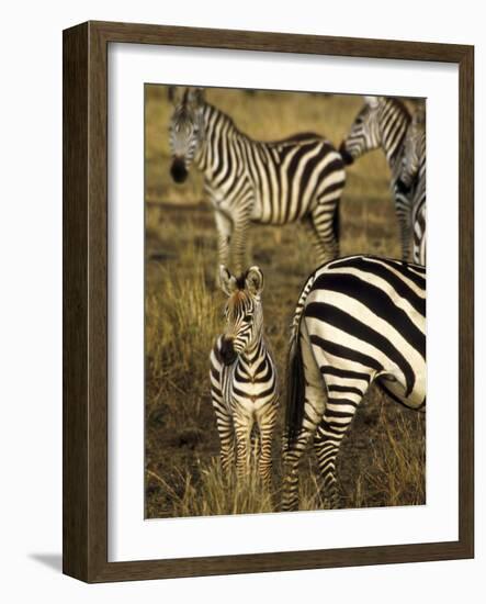 Group of Burchell's Zebra at Waterhole, Masai Mara Conservancy, Kenya-Alison Jones-Framed Photographic Print