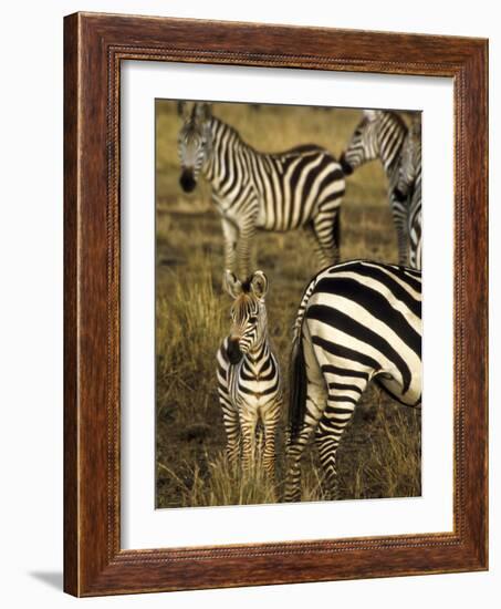 Group of Burchell's Zebra at Waterhole, Masai Mara Conservancy, Kenya-Alison Jones-Framed Photographic Print