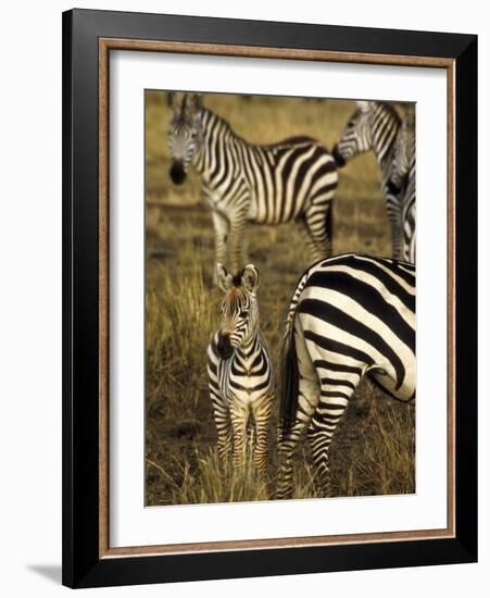 Group of Burchell's Zebra at Waterhole, Masai Mara Conservancy, Kenya-Alison Jones-Framed Photographic Print