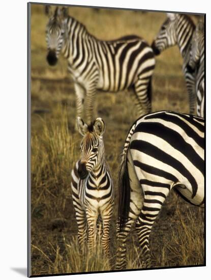 Group of Burchell's Zebra at Waterhole, Masai Mara Conservancy, Kenya-Alison Jones-Mounted Photographic Print
