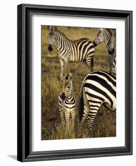 Group of Burchell's Zebra at Waterhole, Masai Mara Conservancy, Kenya-Alison Jones-Framed Photographic Print