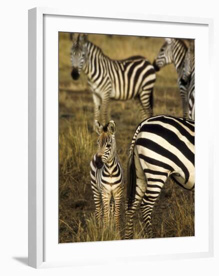 Group of Burchell's Zebra at Waterhole, Masai Mara Conservancy, Kenya-Alison Jones-Framed Photographic Print