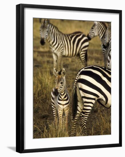 Group of Burchell's Zebra at Waterhole, Masai Mara Conservancy, Kenya-Alison Jones-Framed Photographic Print