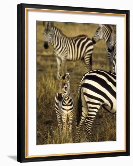 Group of Burchell's Zebra at Waterhole, Masai Mara Conservancy, Kenya-Alison Jones-Framed Photographic Print