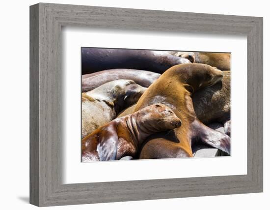 Group of California Sea Lions Sun Bathing on the Floating Docks in San Francisco-wollertz-Framed Photographic Print