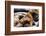 Group of California Sea Lions Sun Bathing on the Floating Docks in San Francisco-wollertz-Framed Photographic Print