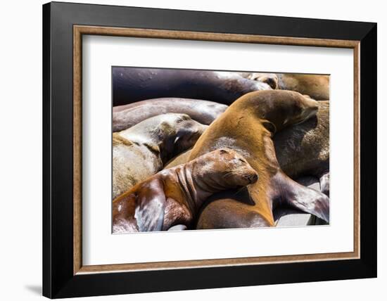 Group of California Sea Lions Sun Bathing on the Floating Docks in San Francisco-wollertz-Framed Photographic Print