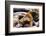 Group of California Sea Lions Sun Bathing on the Floating Docks in San Francisco-wollertz-Framed Photographic Print