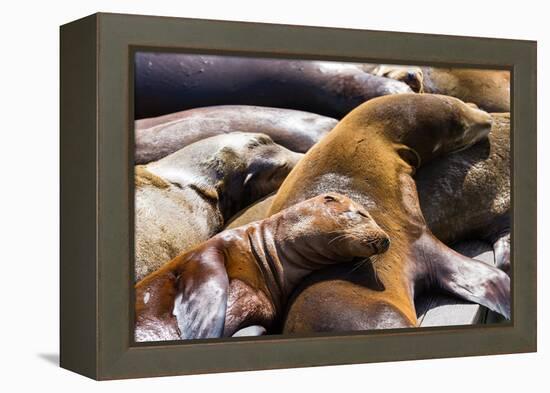 Group of California Sea Lions Sun Bathing on the Floating Docks in San Francisco-wollertz-Framed Premier Image Canvas