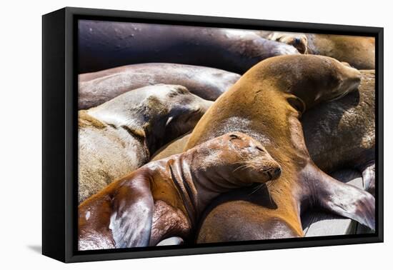 Group of California Sea Lions Sun Bathing on the Floating Docks in San Francisco-wollertz-Framed Premier Image Canvas