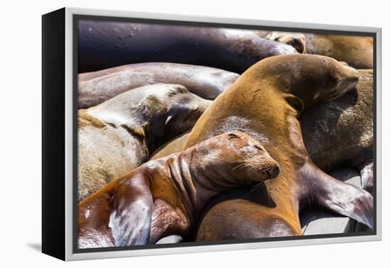 Group of California Sea Lions Sun Bathing on the Floating Docks in San Francisco-wollertz-Framed Premier Image Canvas