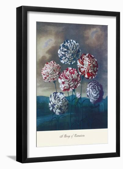 Group of Carnations-null-Framed Art Print