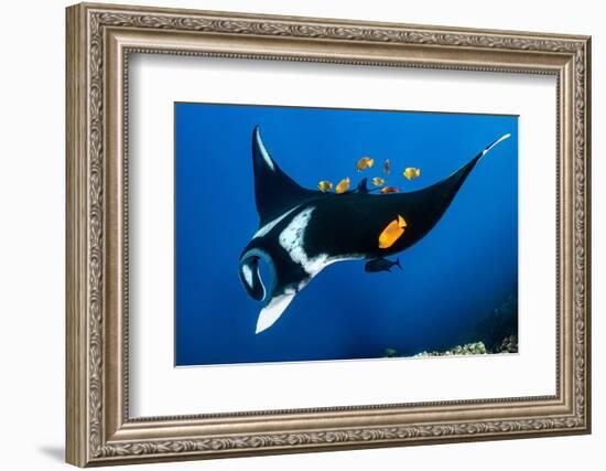 group of clarion angelfish cleaning an oceanic manta ray-alex mustard-Framed Photographic Print