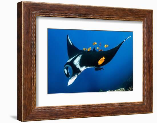 group of clarion angelfish cleaning an oceanic manta ray-alex mustard-Framed Photographic Print