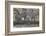 Group of common zebra (plains zebra) (Burchell's zebra) (Equus burchelli) drinking, Mikumi National-James Hager-Framed Photographic Print