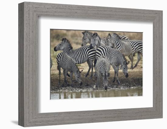 Group of common zebra (plains zebra) (Burchell's zebra) (Equus burchelli) drinking, Mikumi National-James Hager-Framed Photographic Print