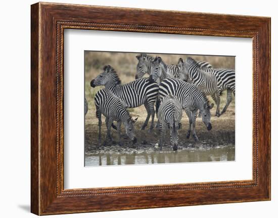 Group of common zebra (plains zebra) (Burchell's zebra) (Equus burchelli) drinking, Mikumi National-James Hager-Framed Photographic Print