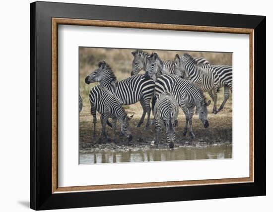 Group of common zebra (plains zebra) (Burchell's zebra) (Equus burchelli) drinking, Mikumi National-James Hager-Framed Photographic Print
