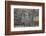 Group of common zebra (plains zebra) (Burchell's zebra) (Equus burchelli) drinking, Mikumi National-James Hager-Framed Photographic Print