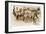 Group of Cowgirls on Horses-null-Framed Art Print